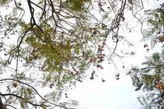 Jacaranda mimosifolia